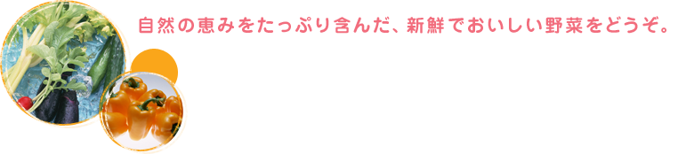 自然の恵みをたっぷり含んだ、新鮮でおいしい野菜をどうぞ。